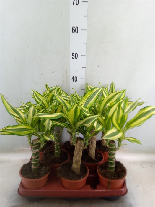 <h4>Dracaena frag. 'Yellow Coast'</h4>