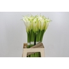 Zantedeschia Eydolls White