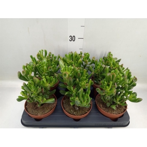 Crassula ovata 'Trompet'