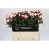 Paeonia Reine Hortense