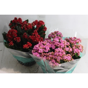 KALANCHOE DOBRADO C21