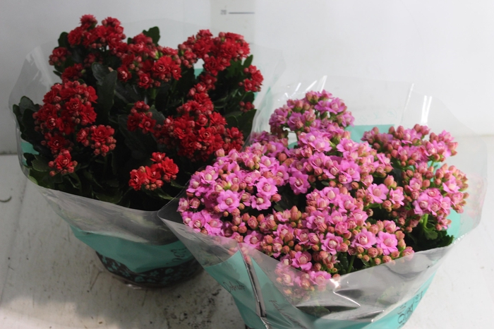 <h4>KALANCHOE DOBRADO C21</h4>