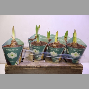 Hipp Ov White In Potcover