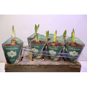 Hipp Ov White In Potcover