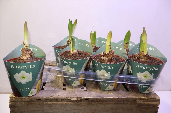 <h4>Hipp Ov White In Potcover</h4>