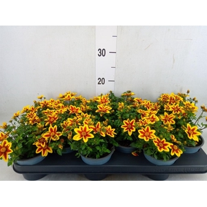 Bidens  'Summerlovers Shooting Sta'