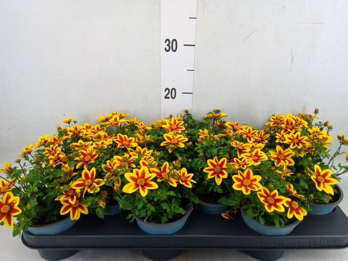 <h4>Bidens  'Summerlovers Shooting Sta'</h4>