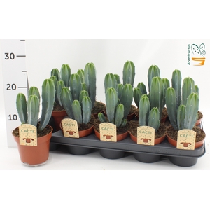 CACTUS OV