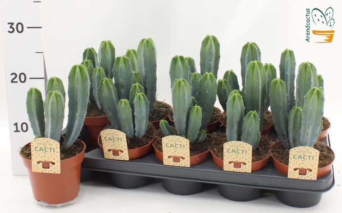 <h4>CACTUS OV</h4>