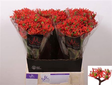 <h4>Jatropha P Firecrack</h4>