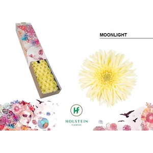 Germini Spider Moonlight Half doos