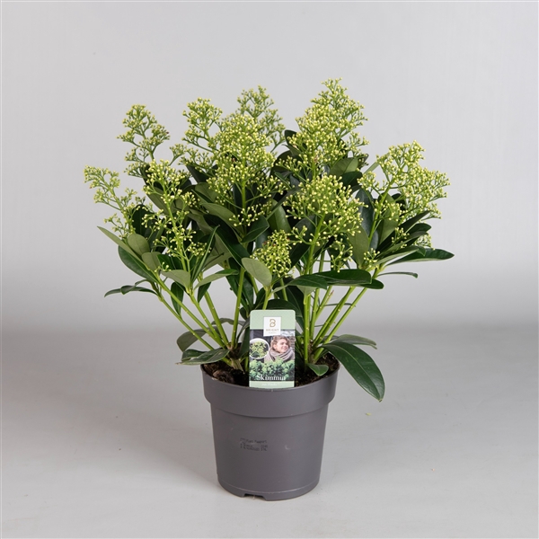 <h4>Skimmia Finchy 7-9</h4>