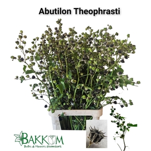 Abutilon Theophrasti