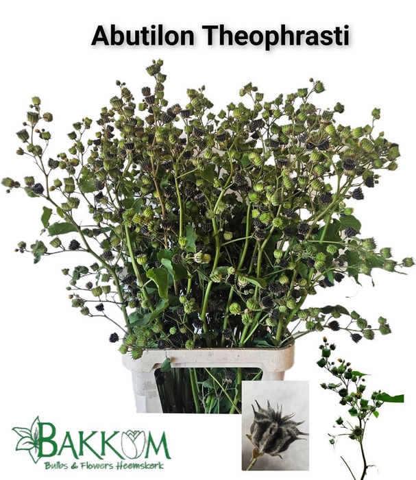 <h4>Abutilon Theophrasti</h4>