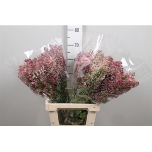 Syr Hy Maidens Blush 2+