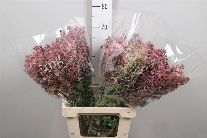 <h4>Syr Hy Maidens Blush 2+</h4>