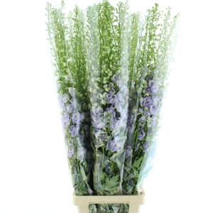 Delphinium Aurora Lavendel Super
