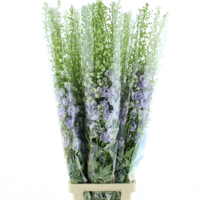 <h4>Delphinium Aurora Lavendel Super</h4>