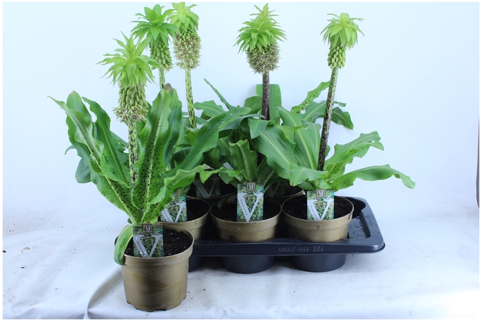 <h4>EUCOMIS BICOLOR</h4>