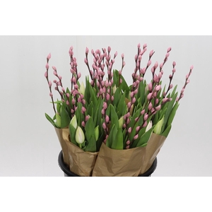BQ Tulp Salix Pink