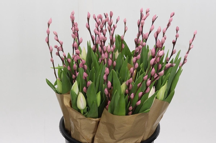 BQ Tulp Salix Pink