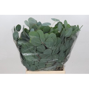 EUC. POPULUS KORT