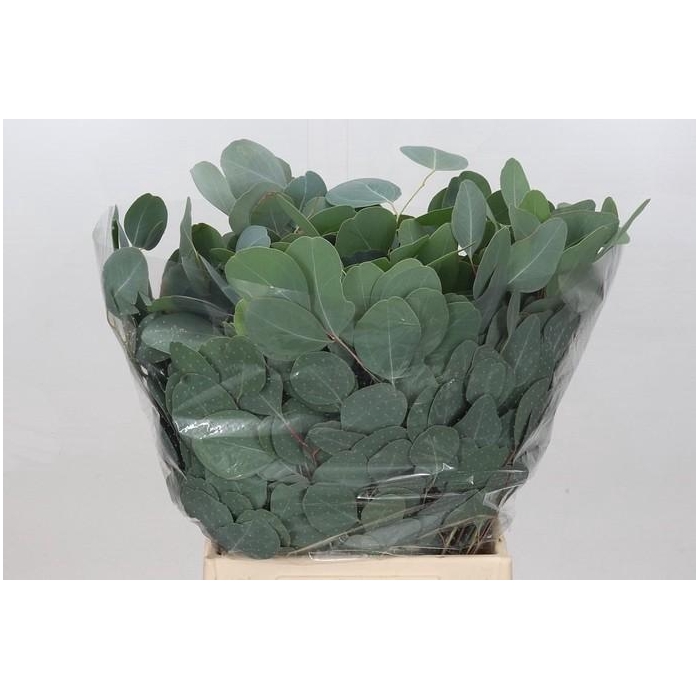 <h4>EUC. POPULUS KORT</h4>