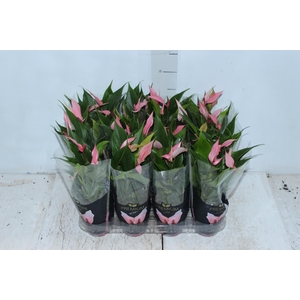 ANTHURIUM LILLI P09 PREMIUM