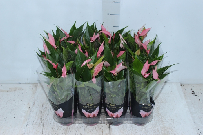 ANTHURIUM LILLI P09 PREMIUM