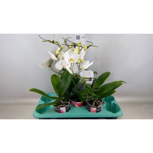 Phalaenopsis   ...