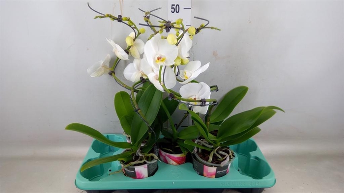 <h4>Phalaenopsis   ...</h4>