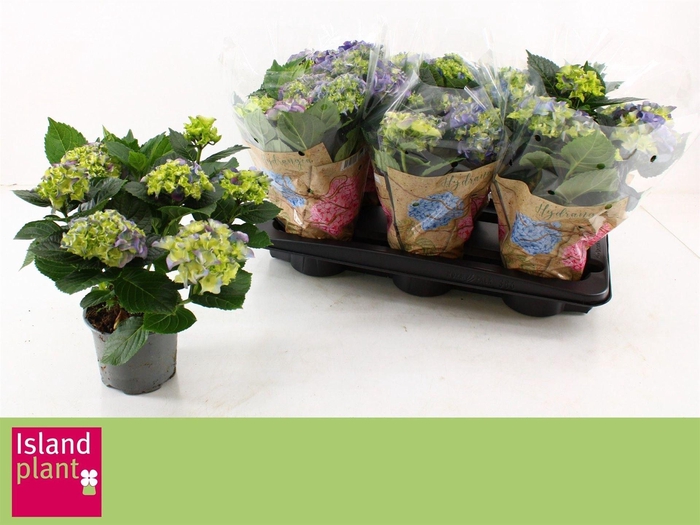 <h4>Hydrangea mac. 'Early Blue'</h4>