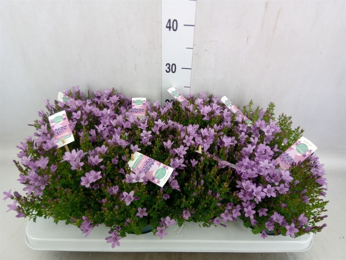 <h4>Campanula  'Ambella Pink'</h4>