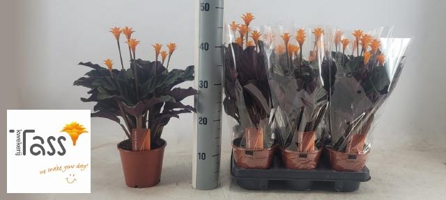 <h4>CALAT CROCATA</h4>