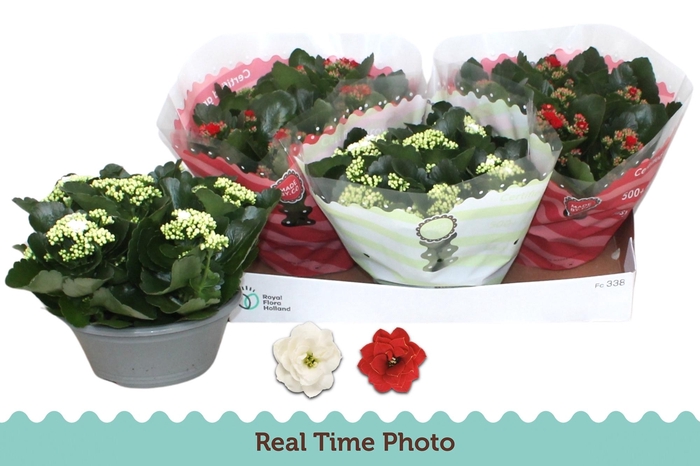 <h4>KAL GE GEM 2 KL</h4>