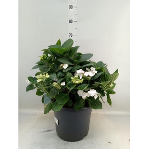 Hydrangea mac. 'Teller Benxi'
