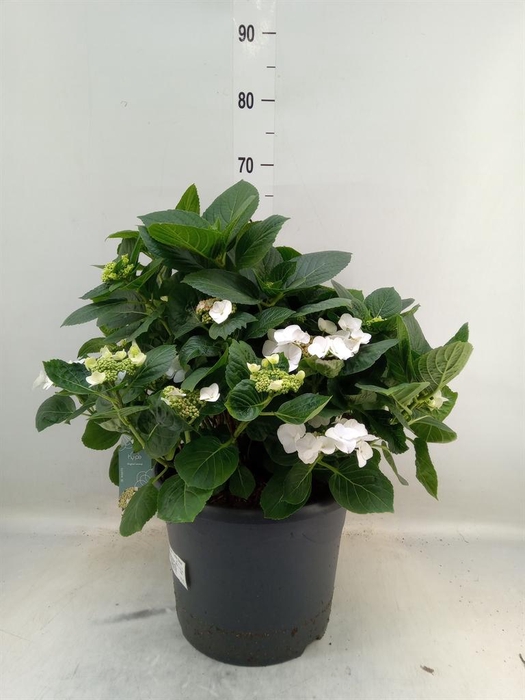 <h4>Hydrangea mac. 'Teller Benxi'</h4>