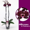 Phalaenopsis grootbloemig 2 tak paars DB 2-60 G Debora