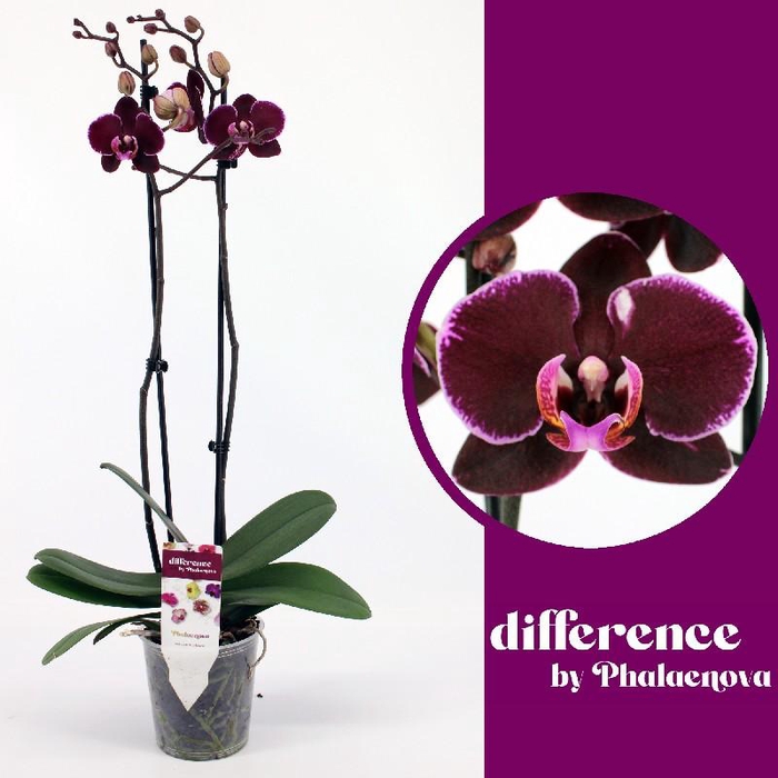 <h4>Phalaenopsis grootbloemig 2 tak paars DB 2-60 G Debora</h4>