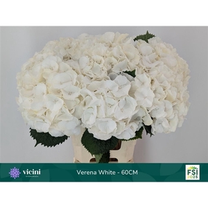 Hydr Verena White 60 cm Vicini
