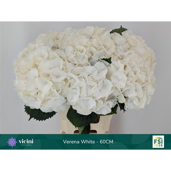 <h4>Hydr Verena White 60 cm Vicini</h4>