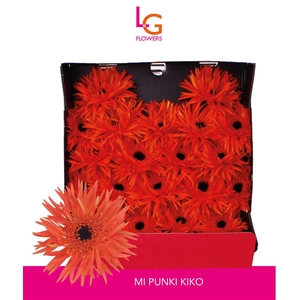 Germini Spider Punki Kiko Diamond