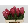 Protea Cynaroides Madiba