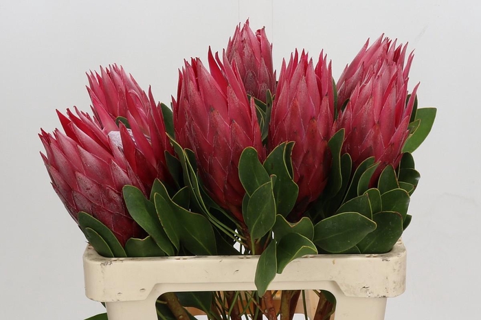 <h4>Protea Cynaroides Madiba</h4>
