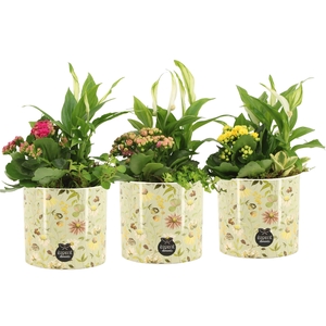 11692: Consideration arrangement