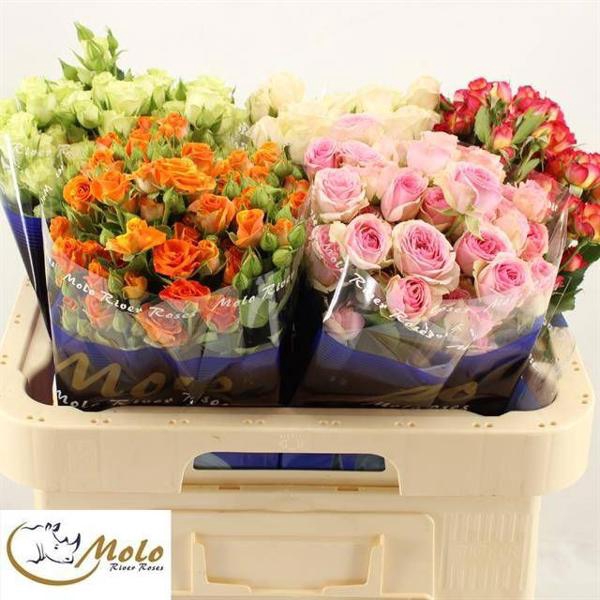 <h4>R Tr Mix In Bucket X50 Molo</h4>