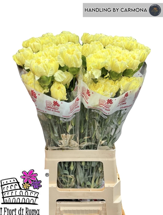 <h4>DI ST DILETTA</h4>