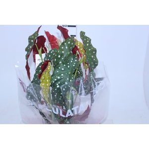 BEGONIA MACULATA P15