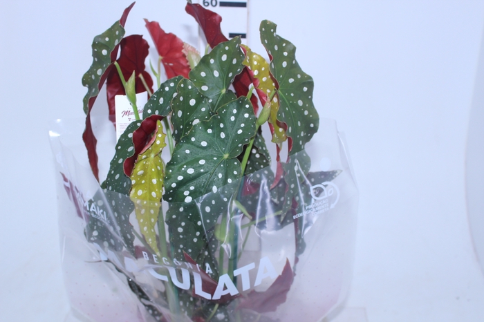 BEGONIA MACULATA P15