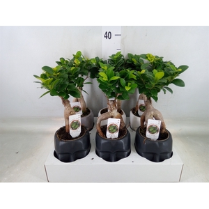 Ficus microcarpa 'Ginseng'